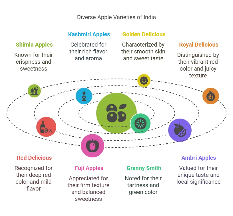 Illustration of different apple varieties cultivated in India, intended for apple farmers and enthusiasts