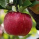 Apple Diseases and Treatment