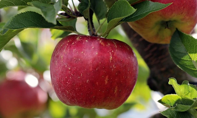 Apple Diseases and Treatment