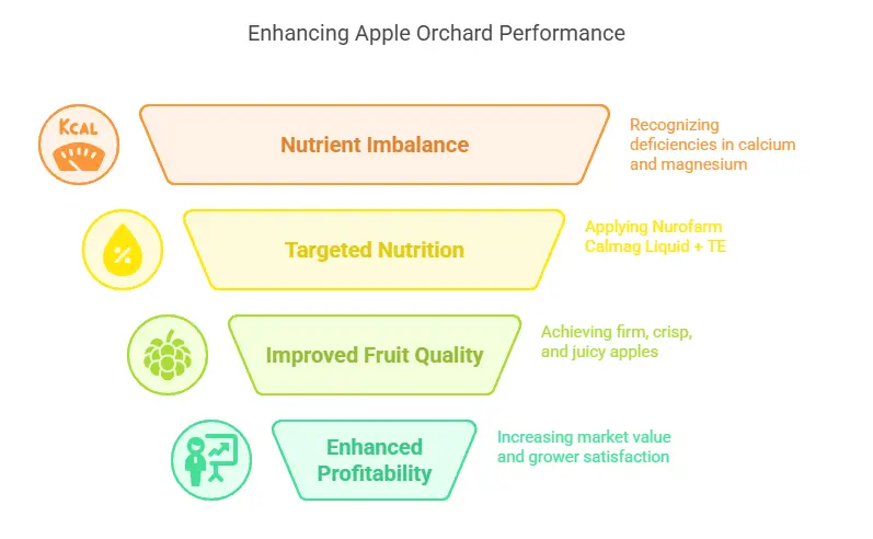 Essential Role of Calcium Magnesium in Apple