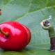 Magnesium in Apple Tree Nutrition