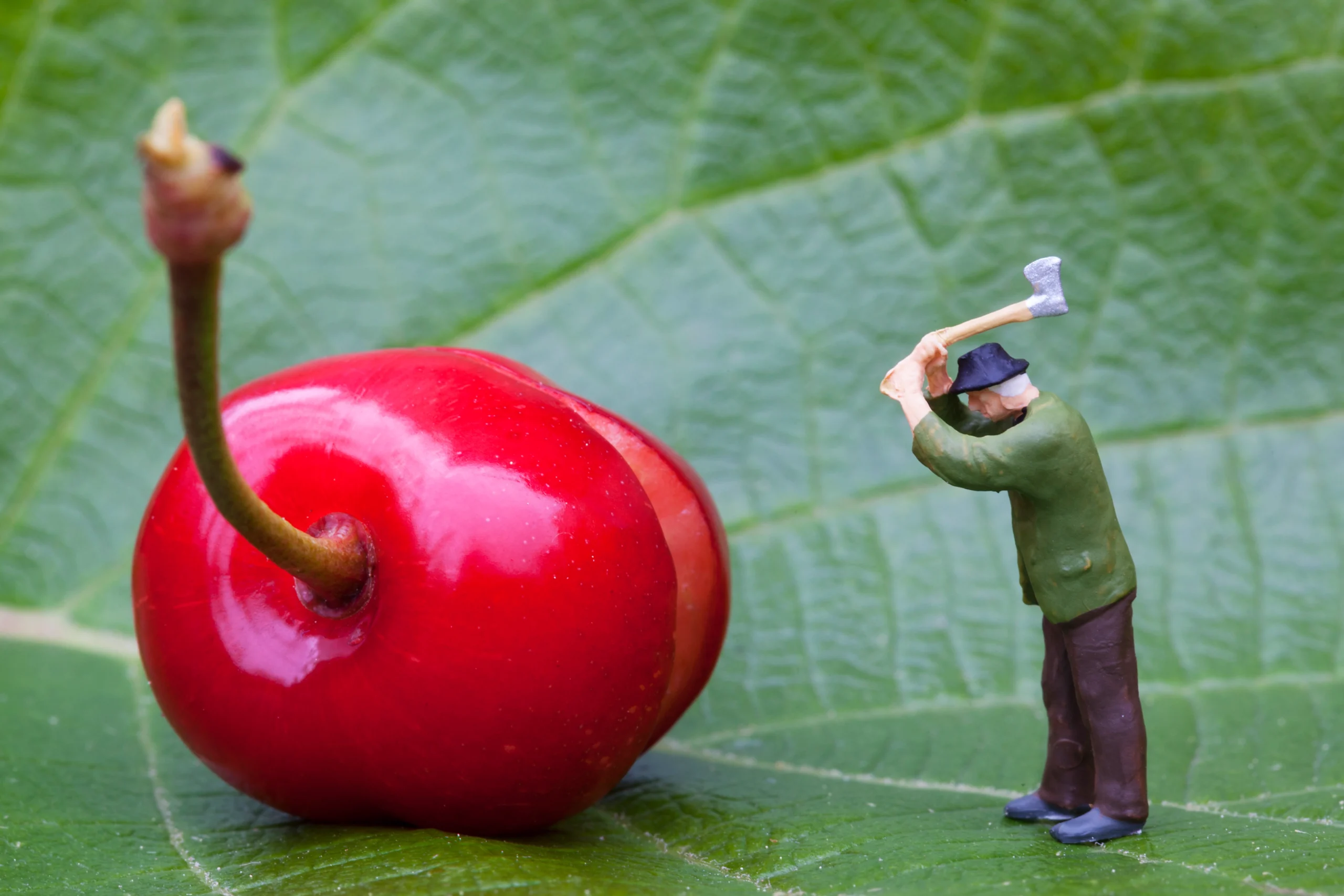 Magnesium in Apple Tree Nutrition