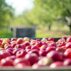 Apple Orchard