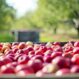 Apple Orchard